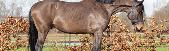 Our own breeding product Pedro van de Gordendijk. Stallion by Pepito vh Bokt x Elvis ter putte recently sold to Mexican rider Ernesto Canseco Olvera. Based in The Netherlands 🇳🇱